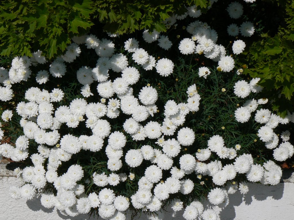 Flores de Primavera. Arenys by luisde