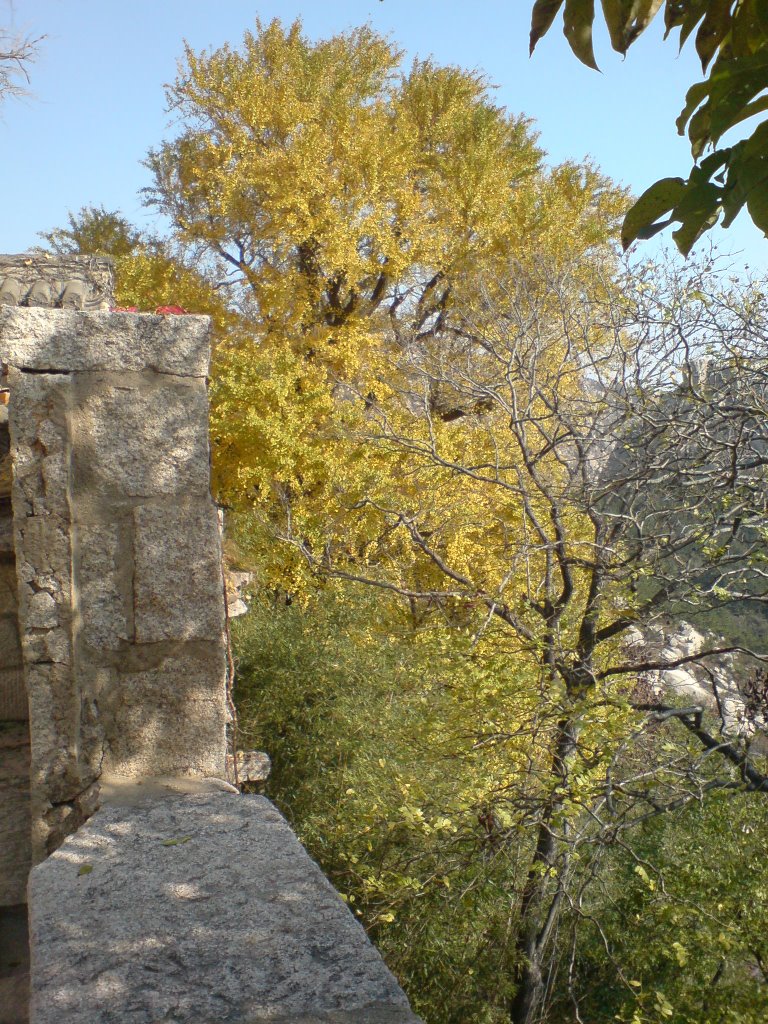 Laoshan Temple, Beutiful tree by JRunegrund