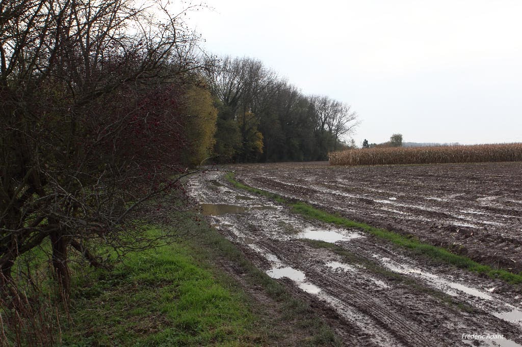 LE CHEMIN DU MARAIS A ANSTAING GR121B by Frédéric Adant