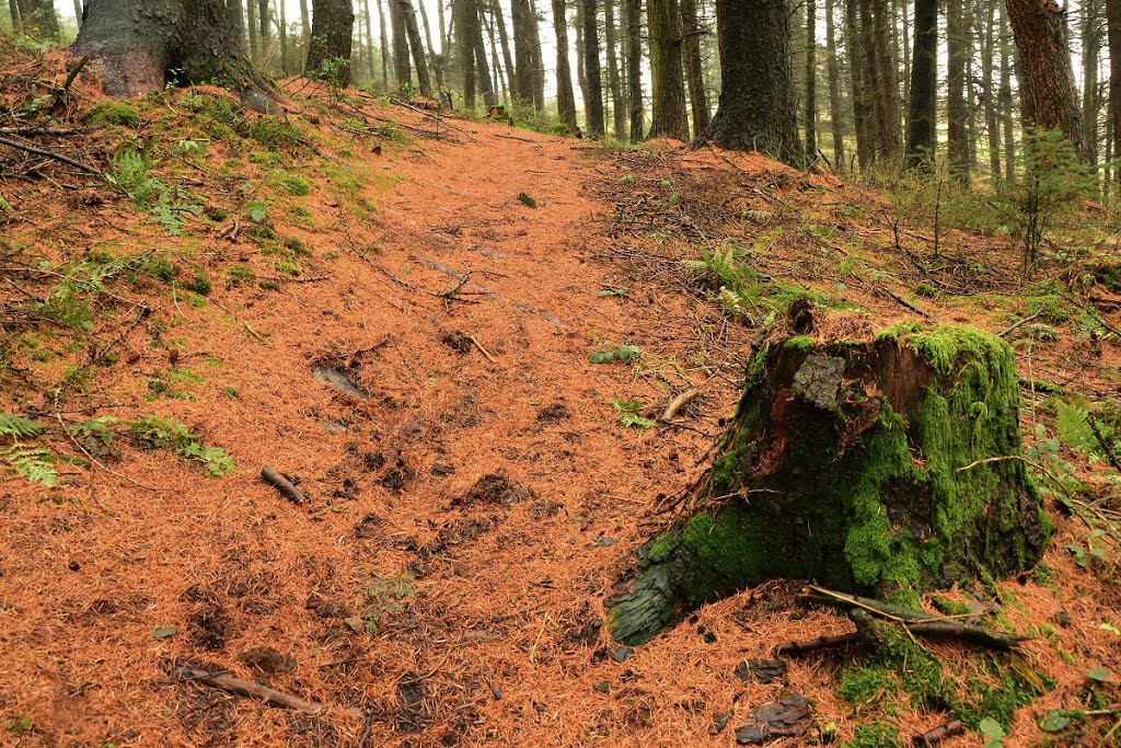 Mossy stump by David Humphreys