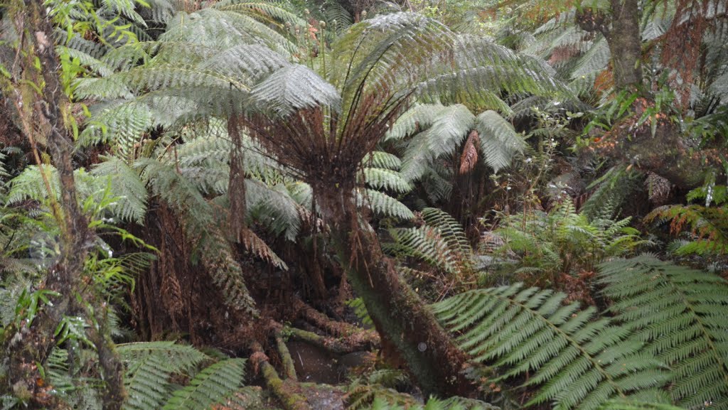 Maits Rest Rain Forest Walk by la boulange