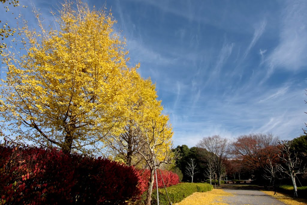 20121202　柏の葉公園の黄葉2 by rerereno-ozi3