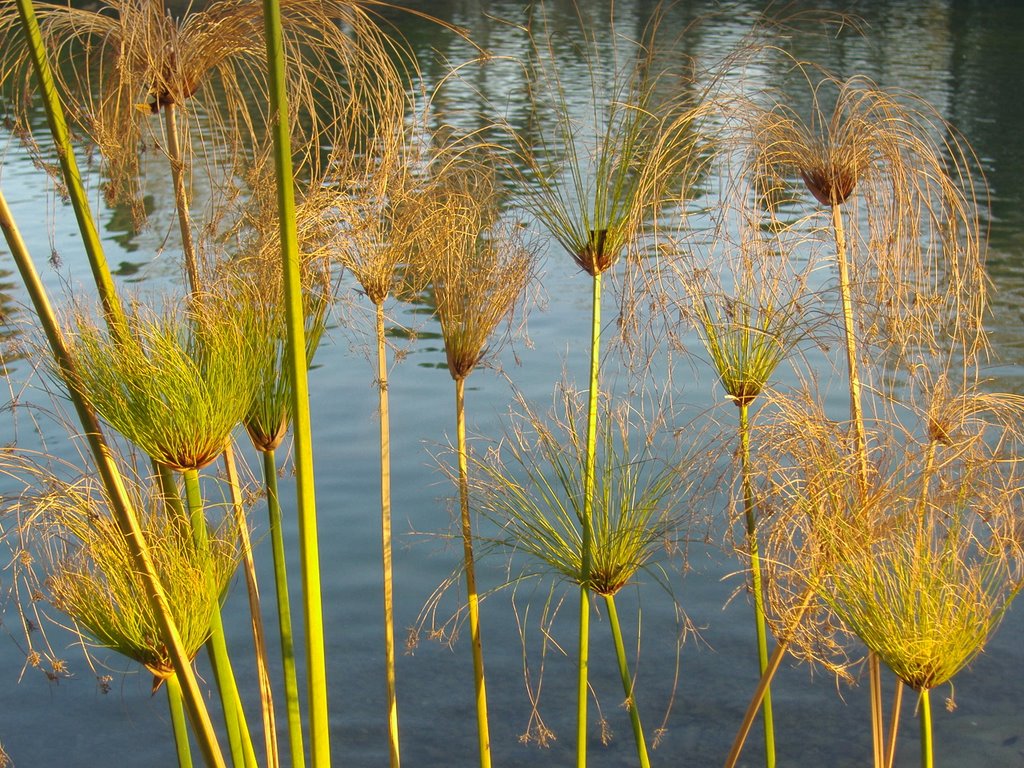 Papiro (cyperus papirus) by Ilda Casati