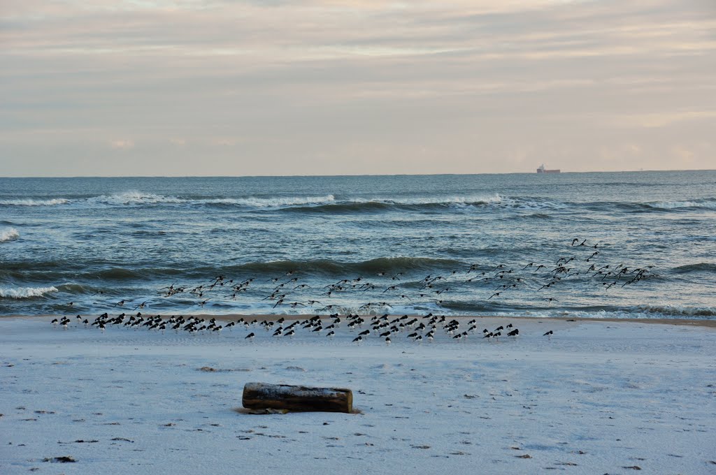 Oystercatchers on River Ythan mouth beach by Bartolomeo Gorgoglione