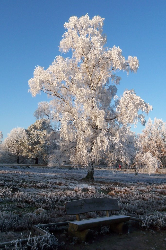 Frost-Idyll (Höpen) by Frank Westermann