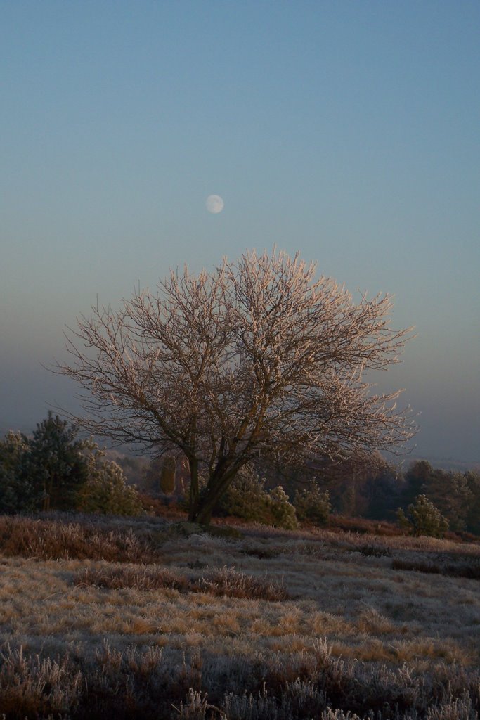 Winter-Moonlight by Frank Westermann