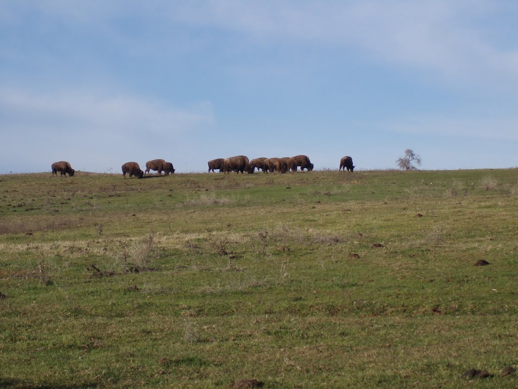 Where The Buffalo Roam by Renee Smith