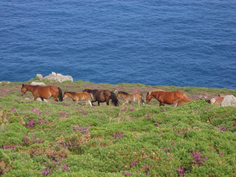 Caballos salvajes by Almijacar