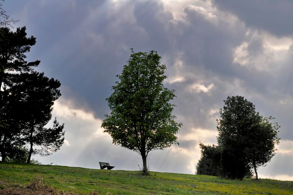 Ashdown Forest by crjennings.com