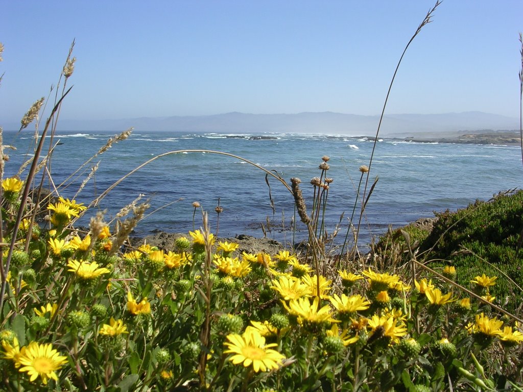 Flowers at MacKerricher State Beach by Timothy Davis