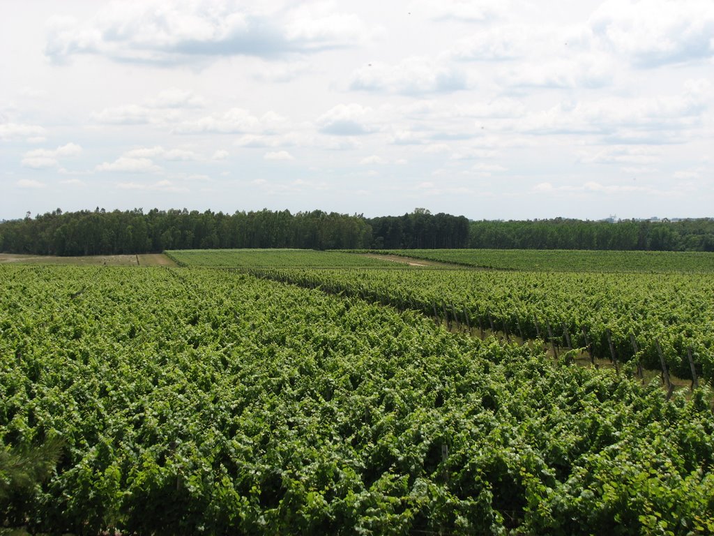 PARREIRAS DE TANNAT DA VINICULA JUANICO by LUCIO G. LOBO JÚNIOR