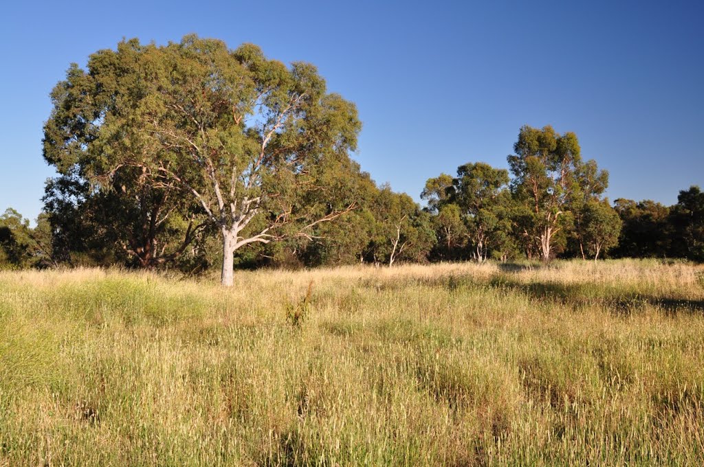 Bruce Ridge Nature Park, A.C.T., Australia by Mark Jekabsons