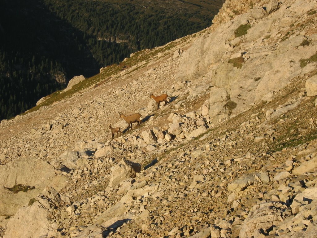 Camosci sui ghiaioni della Tofana di Rozes by edelweiss50