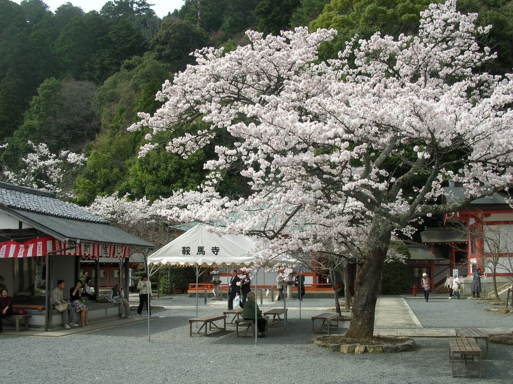 Cherry blossom trees by Petteri Kantokari