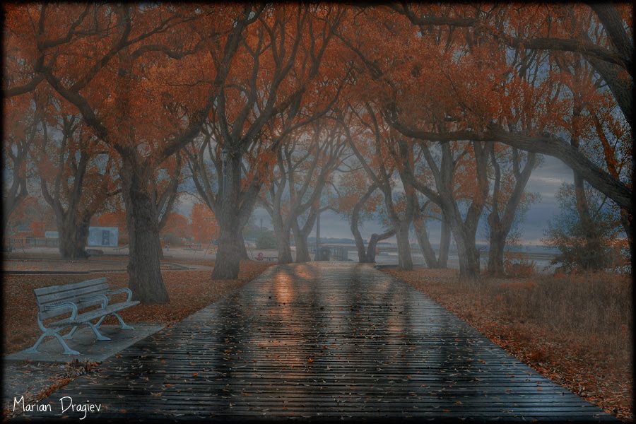 Autumn Fog by seventhheaven