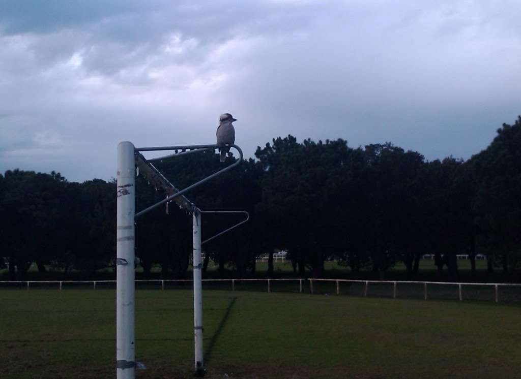 Laughing Kookaburra at Centennial Park, 5 May '10. To hear go to: http://www.soundboard.com/sb/kookaburra_sound_clips.aspx by CatoAnt