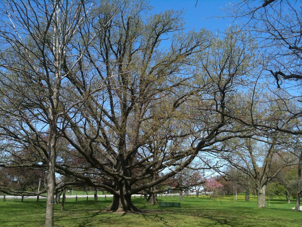 Quercus x bebbiana by smivies