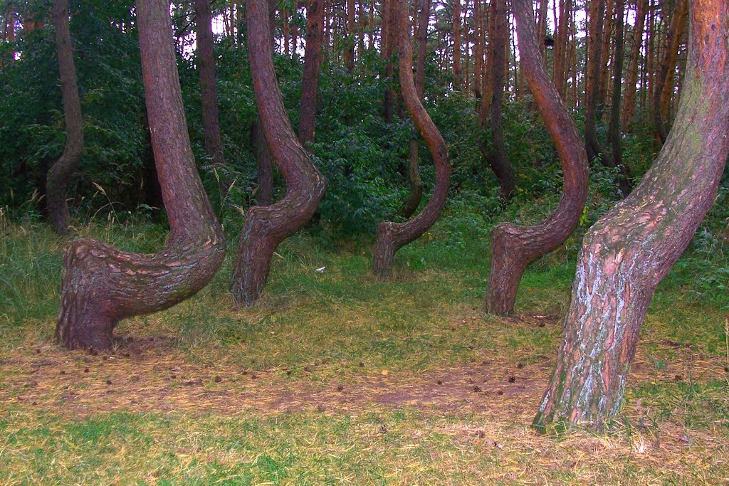 Dancing trees by StasiÓ