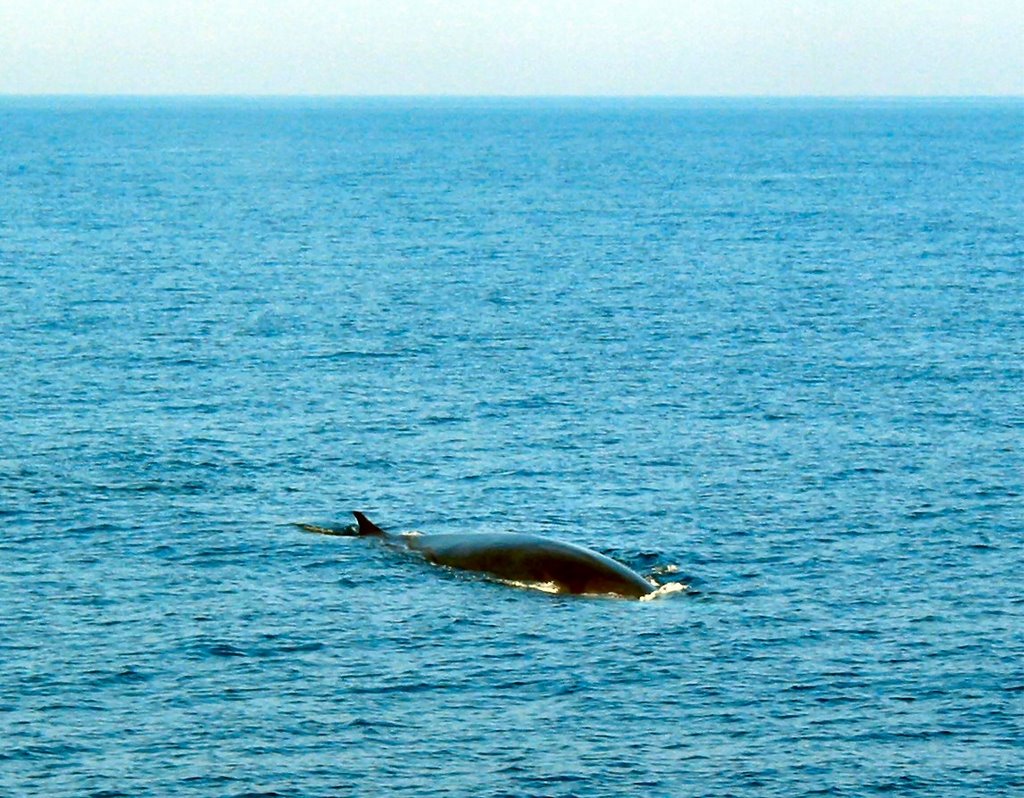 Balaenoptera Physalus by Ligurian Sea by Pixys