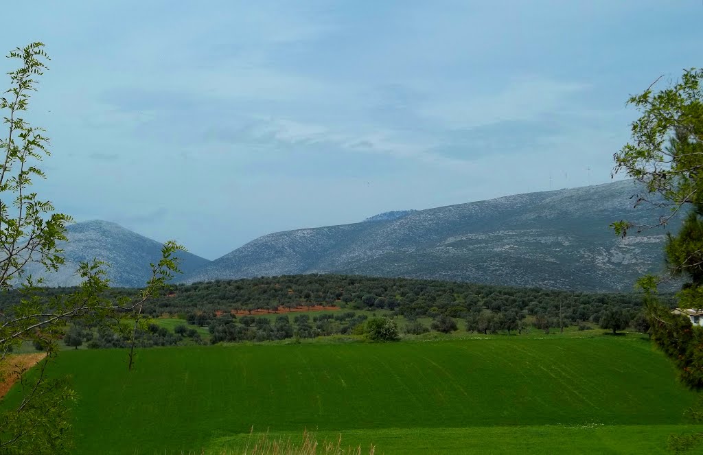 Πράσινο χαλί στην Ελλοπία - Green carpet at Ellopia by Elen Val