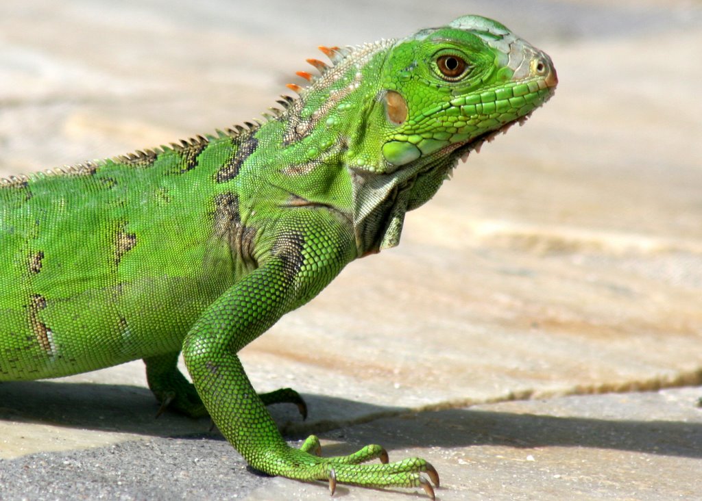 Iguana at the Pool Holiday Inn Sunspree by roydyl