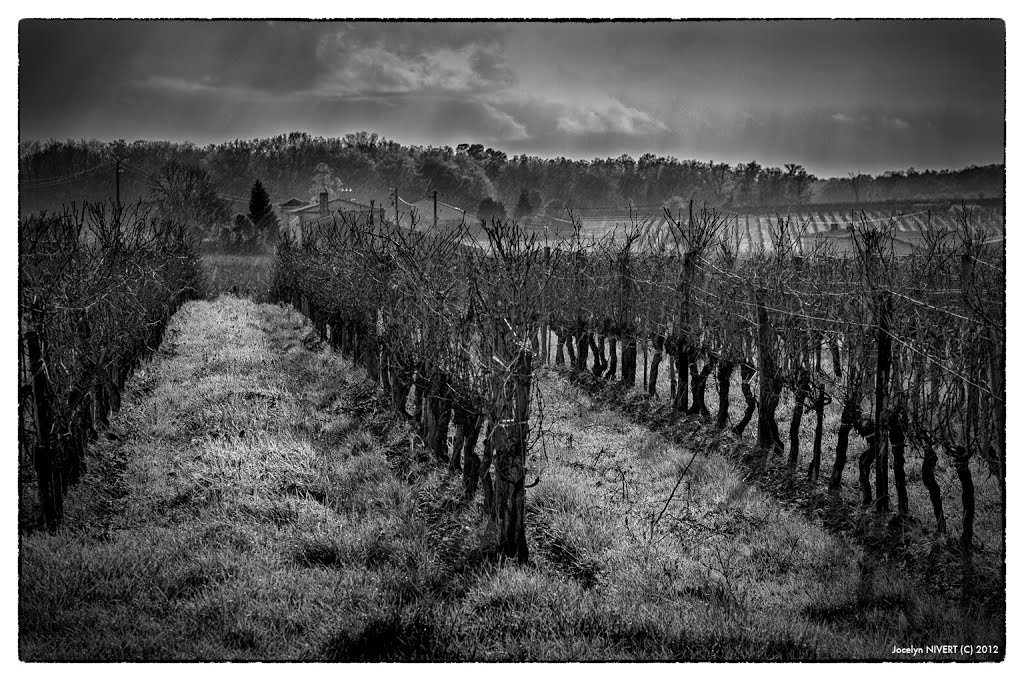 Vignes de Saint Aubin de Branne by jocelyn NIVERT