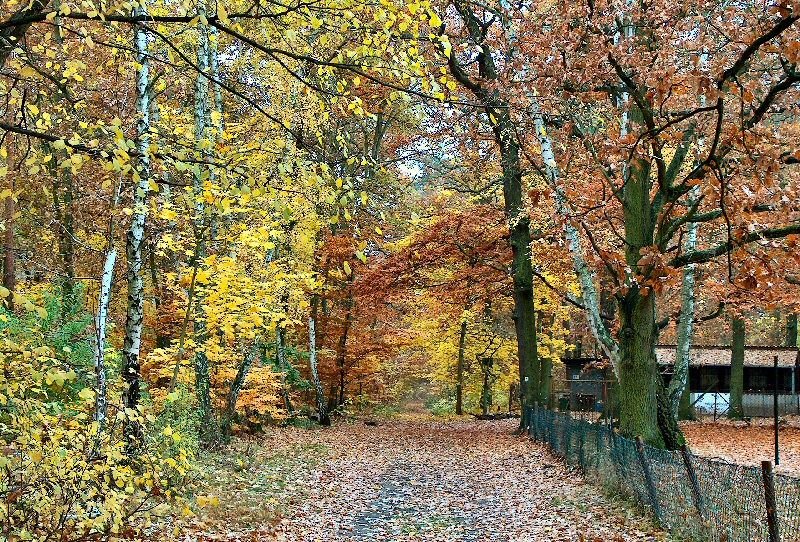 Potsdam Perforceheide - Am Stern/Schleussen Gestell by Bernd Wagner