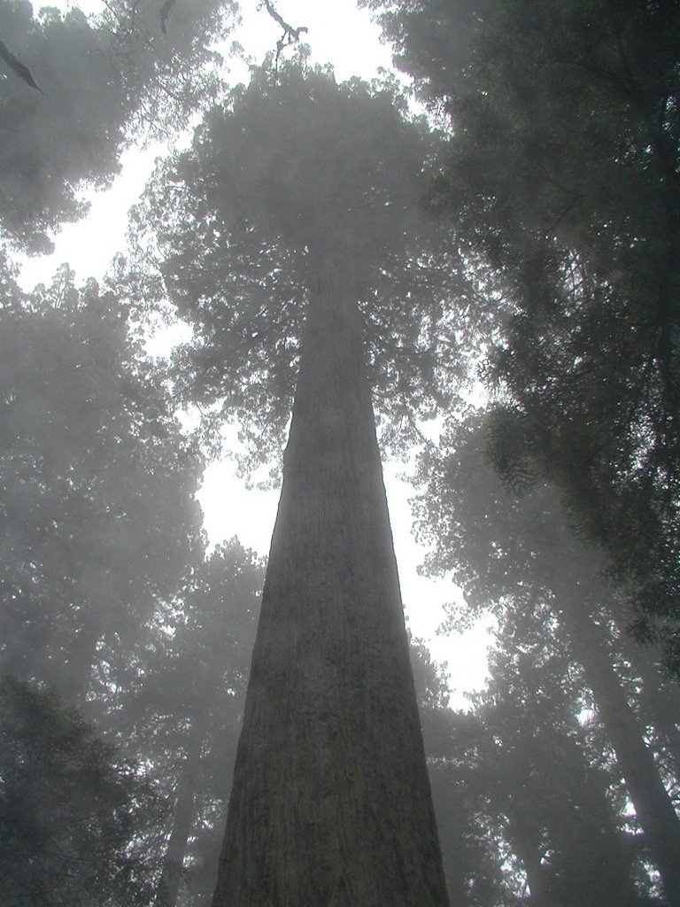 Misty Redwoods by Falcon71