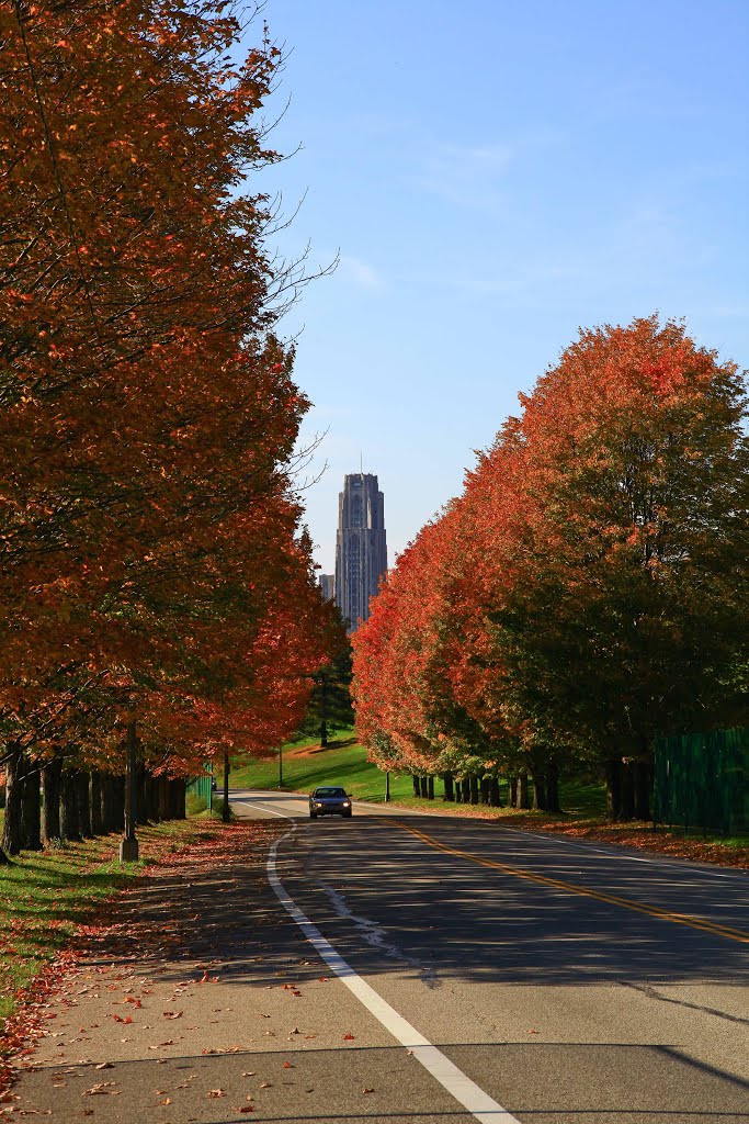 Schenley Drive by jingchensun