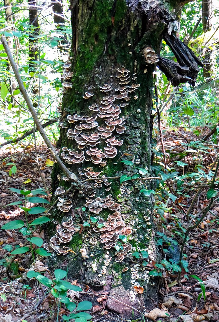 MushroomTree by MaCello