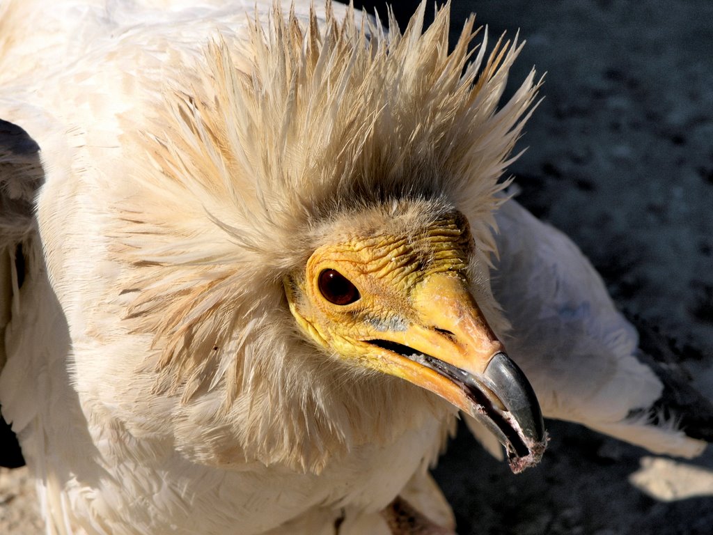 Vautour percnoptère by Nabil Benmoussa