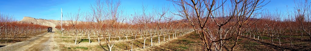 Winery Orchard Panorama by mg1744