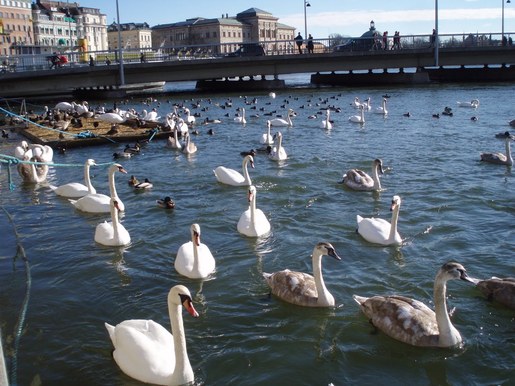 Swans in Stockholm by Wayel