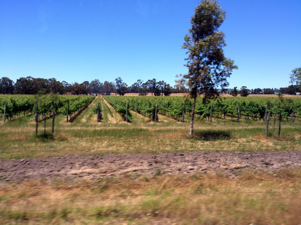 Vineyard beside Bussell Hwy, Carbunup River by kimloon