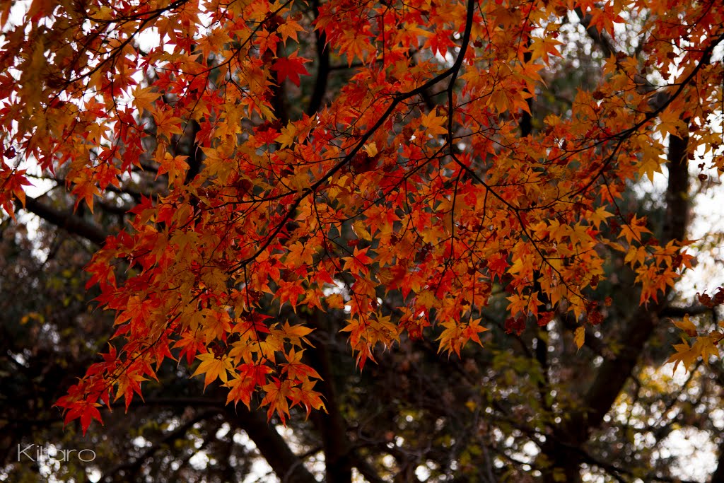 北海道大学 紅葉 by kitaro_xoxo