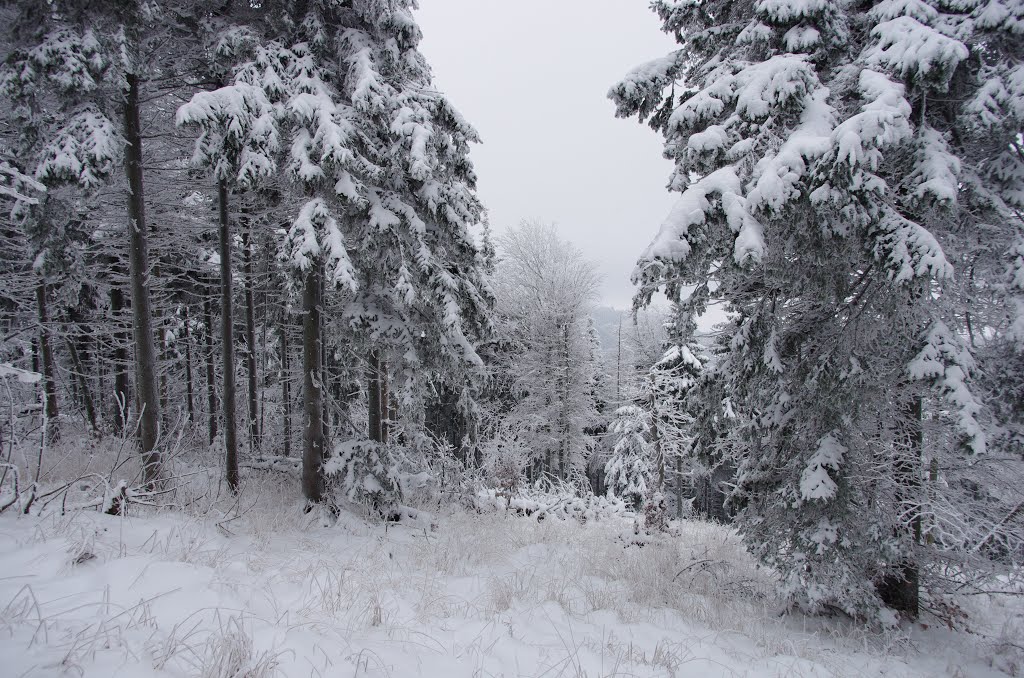 Snow forest by Aleksander Kwiatkowski