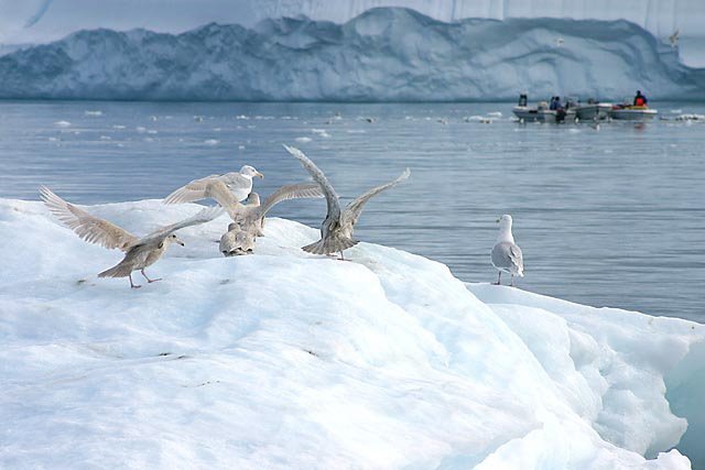 Fishing betwenn the icebergs by Paul Kerrien