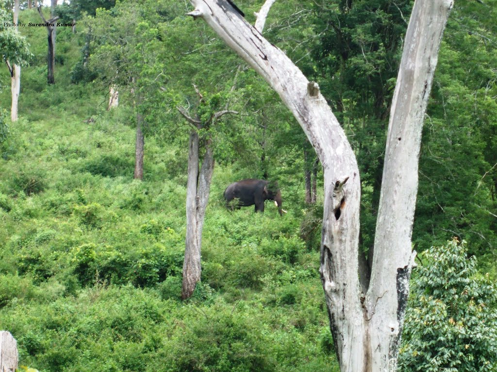 Bandipur National Park, lone Elephant. by Surendra Kumar