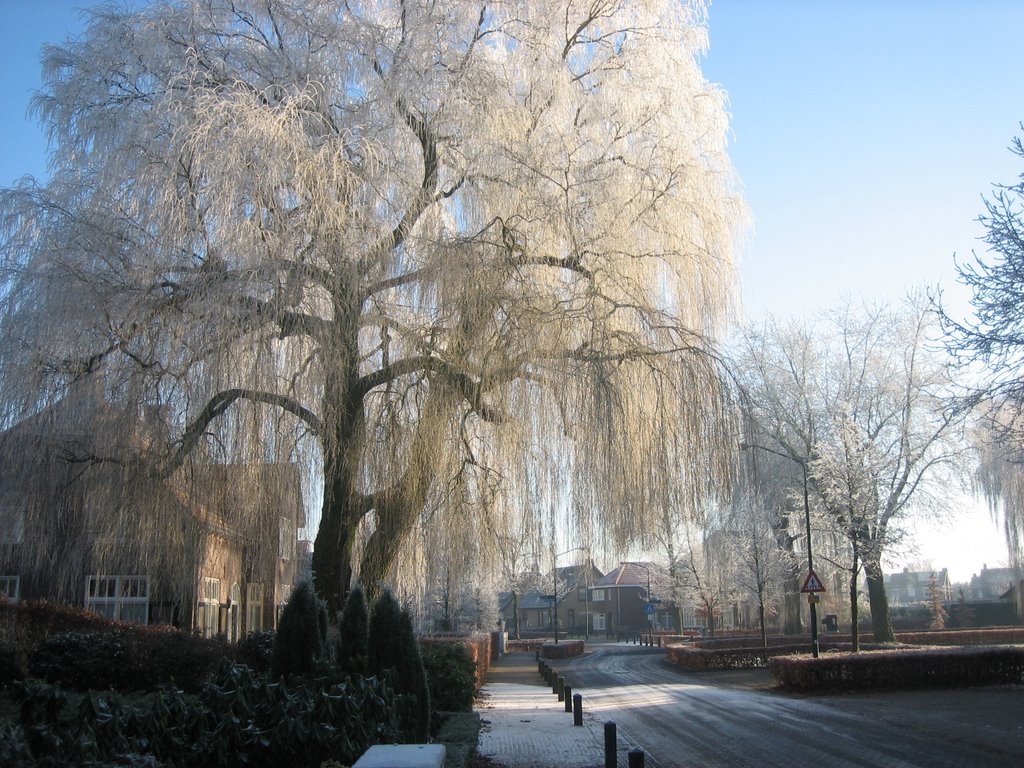 Hoogeloon - beautiful tree in snow by ceestheboss