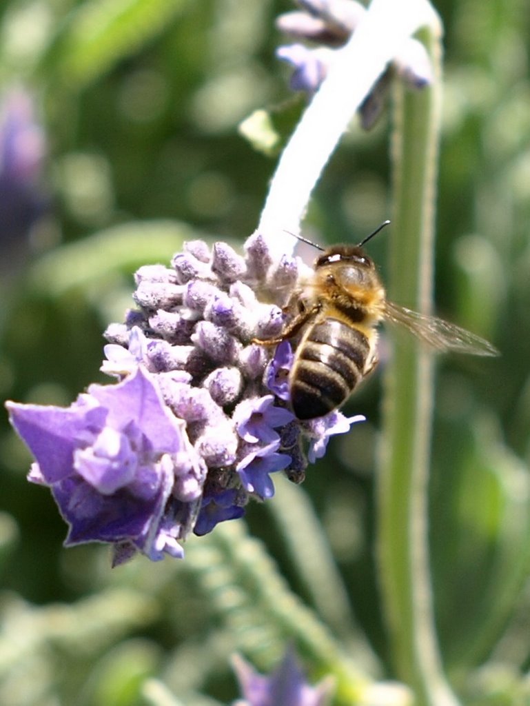 Abeja en flor by A. Trigo