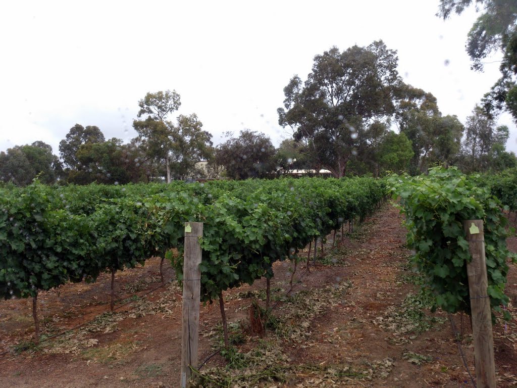 Vineyard at West Swan by kimloon