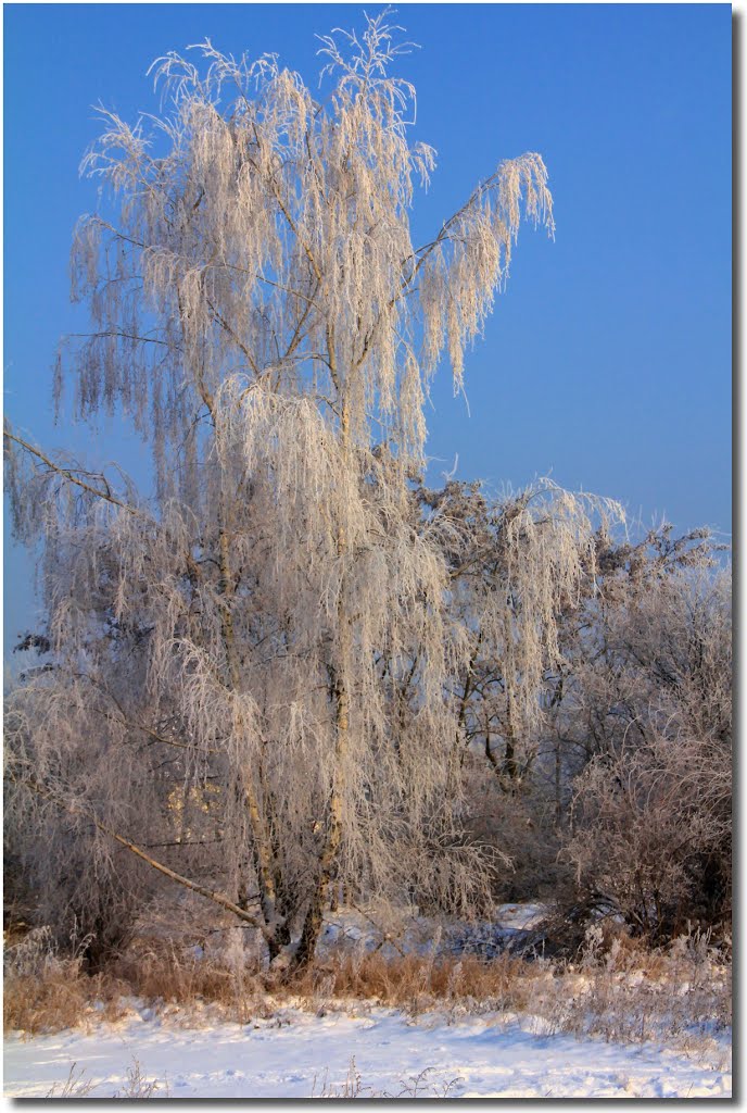 Closer view of the triple birch by Maciejk