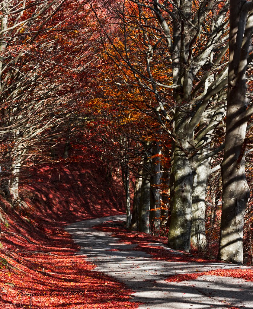 Il bosco di rosso vestito by papavero allegro