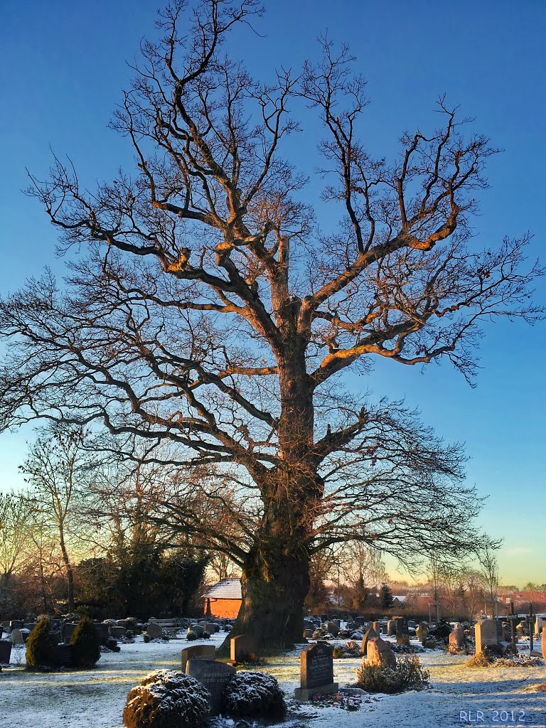 Sterley, alter Baum by Mecklenburg pro Panoramio