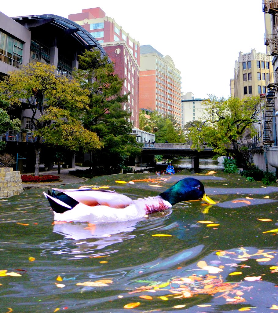 20121213-MCCXXII-Enlarge to see the boat near the bridge-San Antonio by ►LIVEISLIFE◄ ©