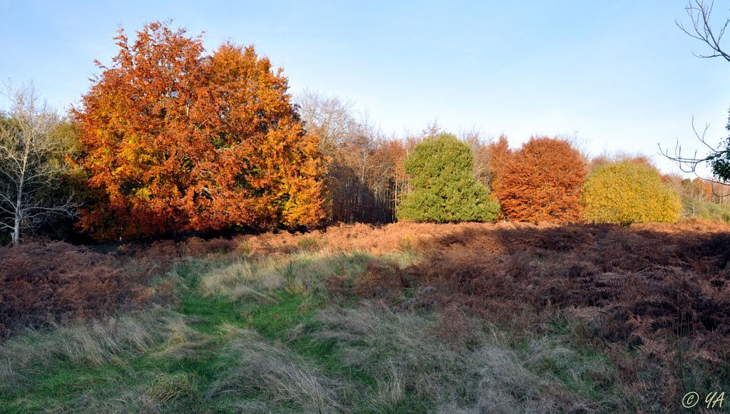 Forêt de cerisy : Couleurs d'automne 2. by Y. A, Villyssois.