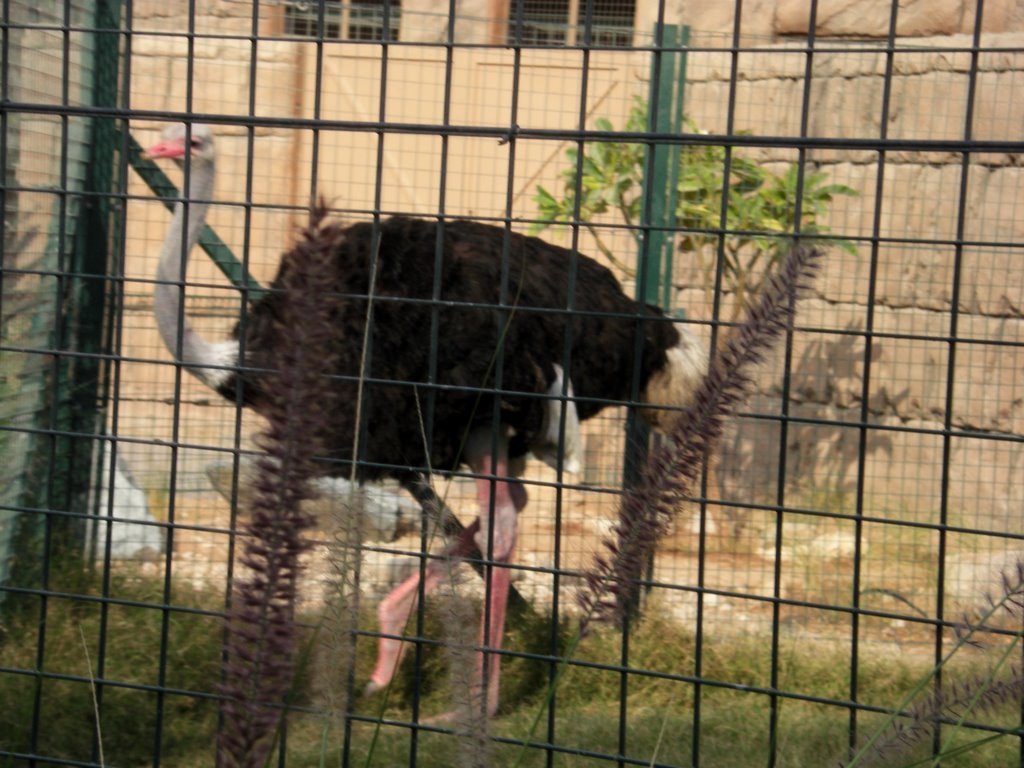 OSTRICH IN AL AIN ZOO by saud al saqri