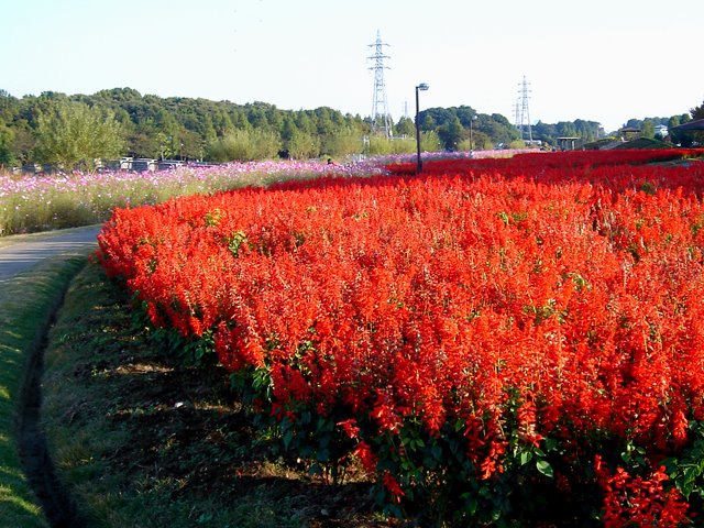 Hana no oka park (花の丘公園5) by posh208