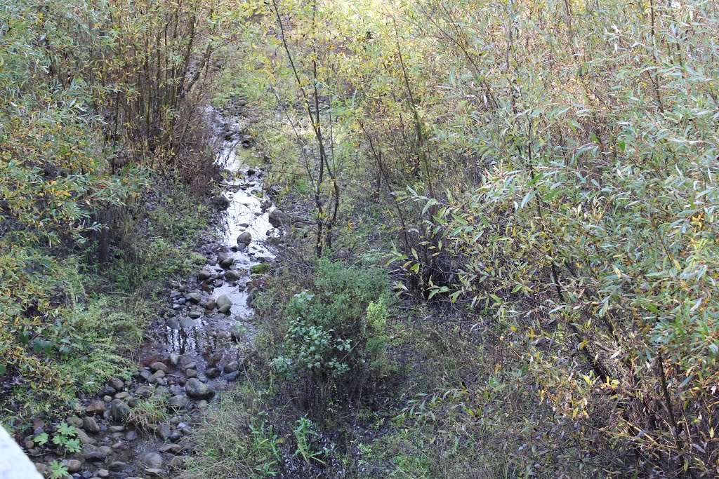 Sprig Lake tributary by wahn