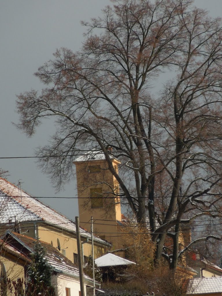 Svinošice - 5.12.2012 by Robin - psí turista